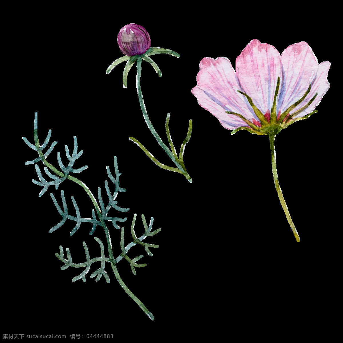 花瓣 样本 卡通 透明 植物 标本 透明素材 免扣素材 装饰图案