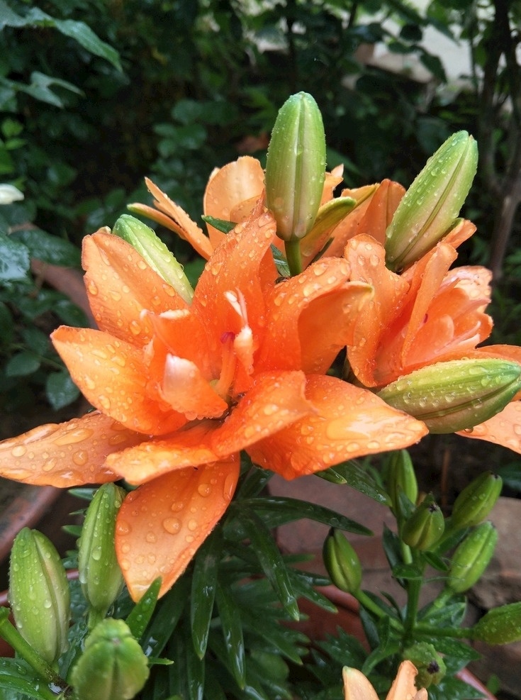 百合花 百合 花朵 鲜花 橙色 绿叶 生物世界 花草