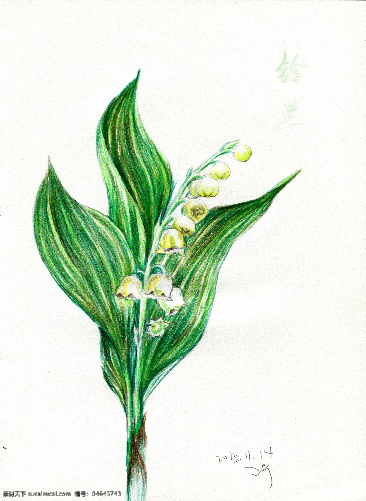 彩铅笔 手绘 花朵 铃兰 花 铃铛花 花卉 彩 铅笔 生物世界 花草