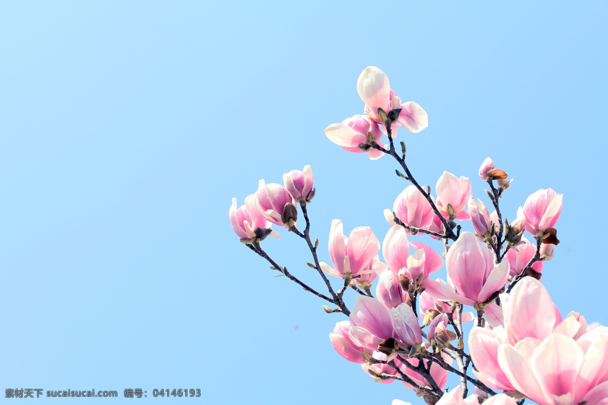 粉色 兰花 高清 花枝 浪漫花朵 图片大全 唯美花朵 唯美 花朵 浪漫 浪漫鲜花 风景 生活 旅游餐饮