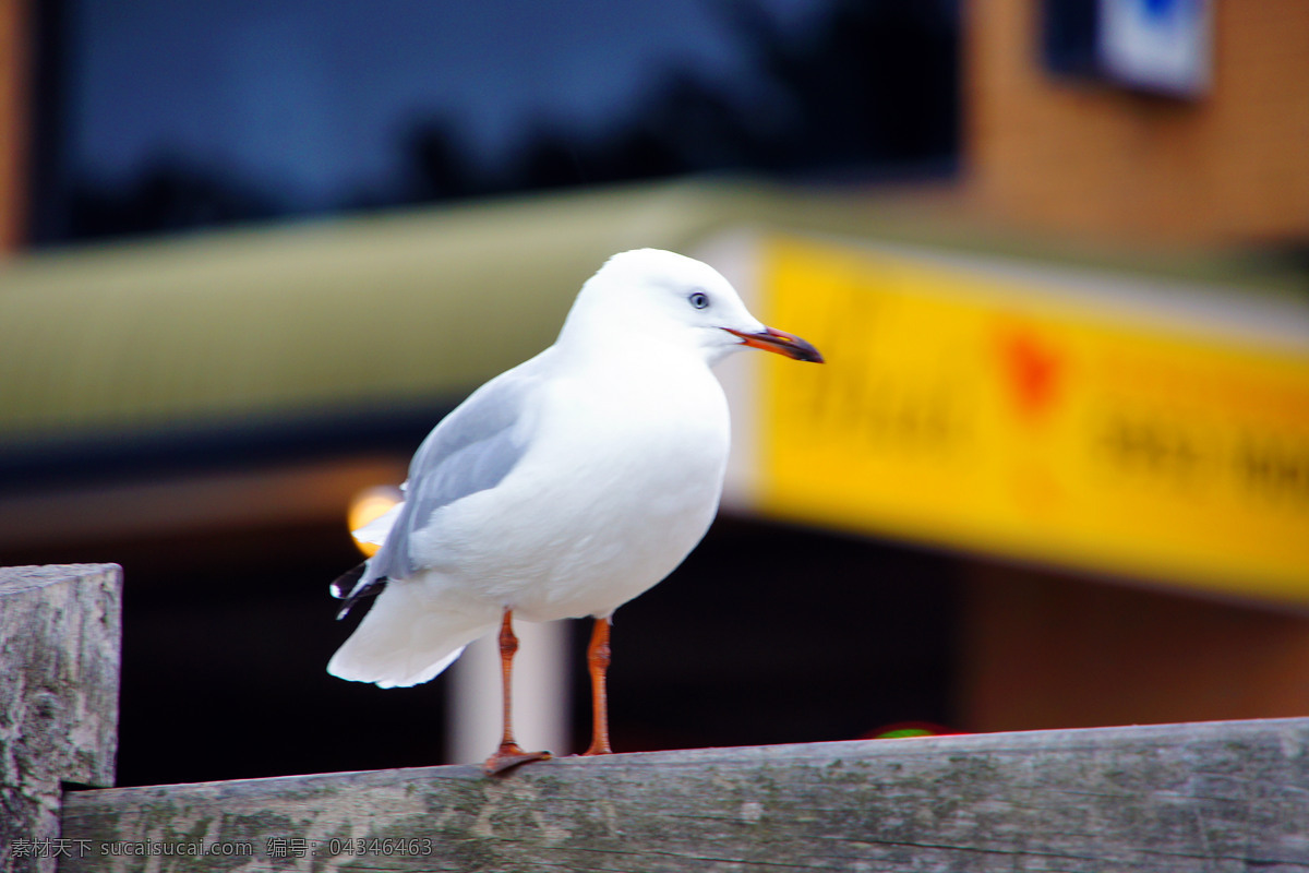 澳洲 塔斯马尼亚 海鸟 飞鸟 海滩 水鸟 旅游 风光 风景 国外风景 生物世界 鸟类
