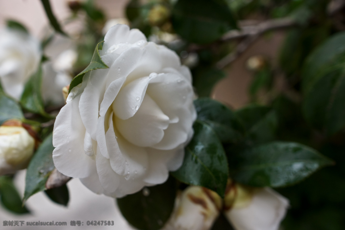 茶花 白茶花 白色 花 绿叶 花草 生物世界