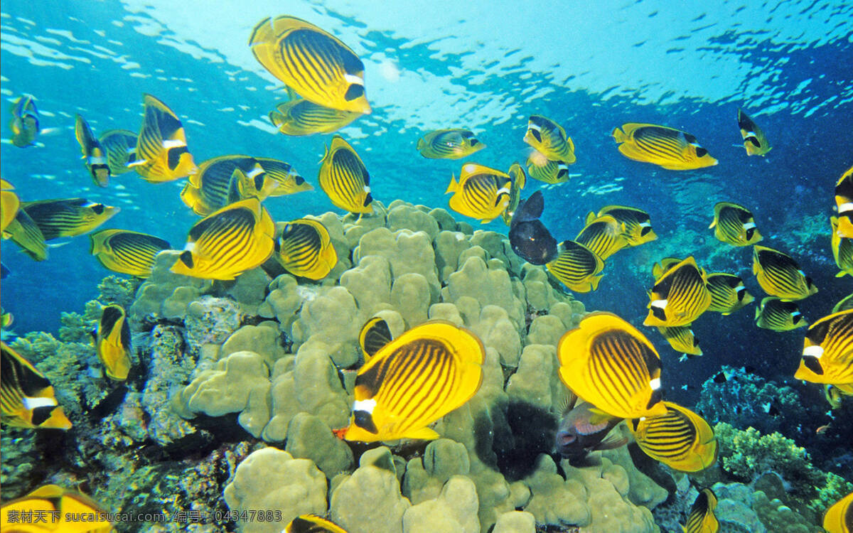 海底世界 礁石 鱼 色彩斑斓 海水 珊瑚 金钱鱼 动物 生物世界 海洋生物