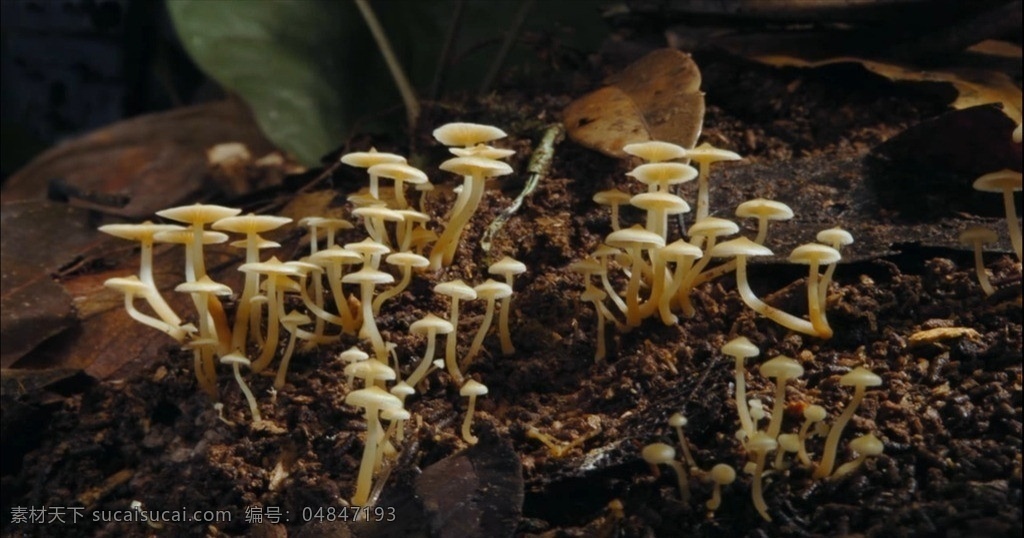 蘑菇生长过程 蘑菇 植物生长 森林 植物 剪辑 视频 动物 实拍视频 源文件 mov