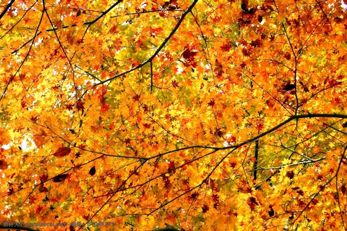 美丽 金色 枫叶 风景 秋天 树林 树木
