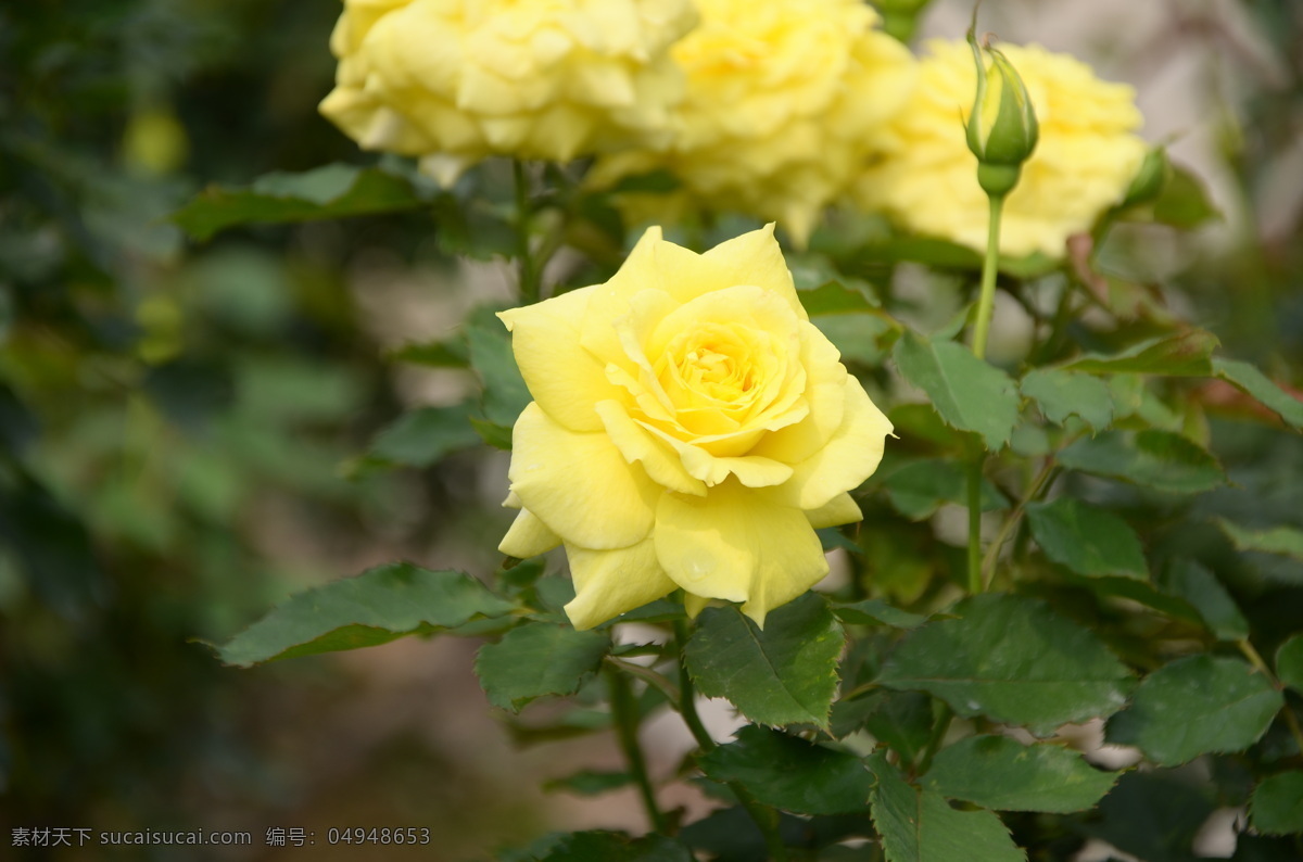 玫瑰 月季花 一株月季 黄色月季 公园 花 花卉 鲜花 花朵 花语 花艺 园艺 生物世界 花草