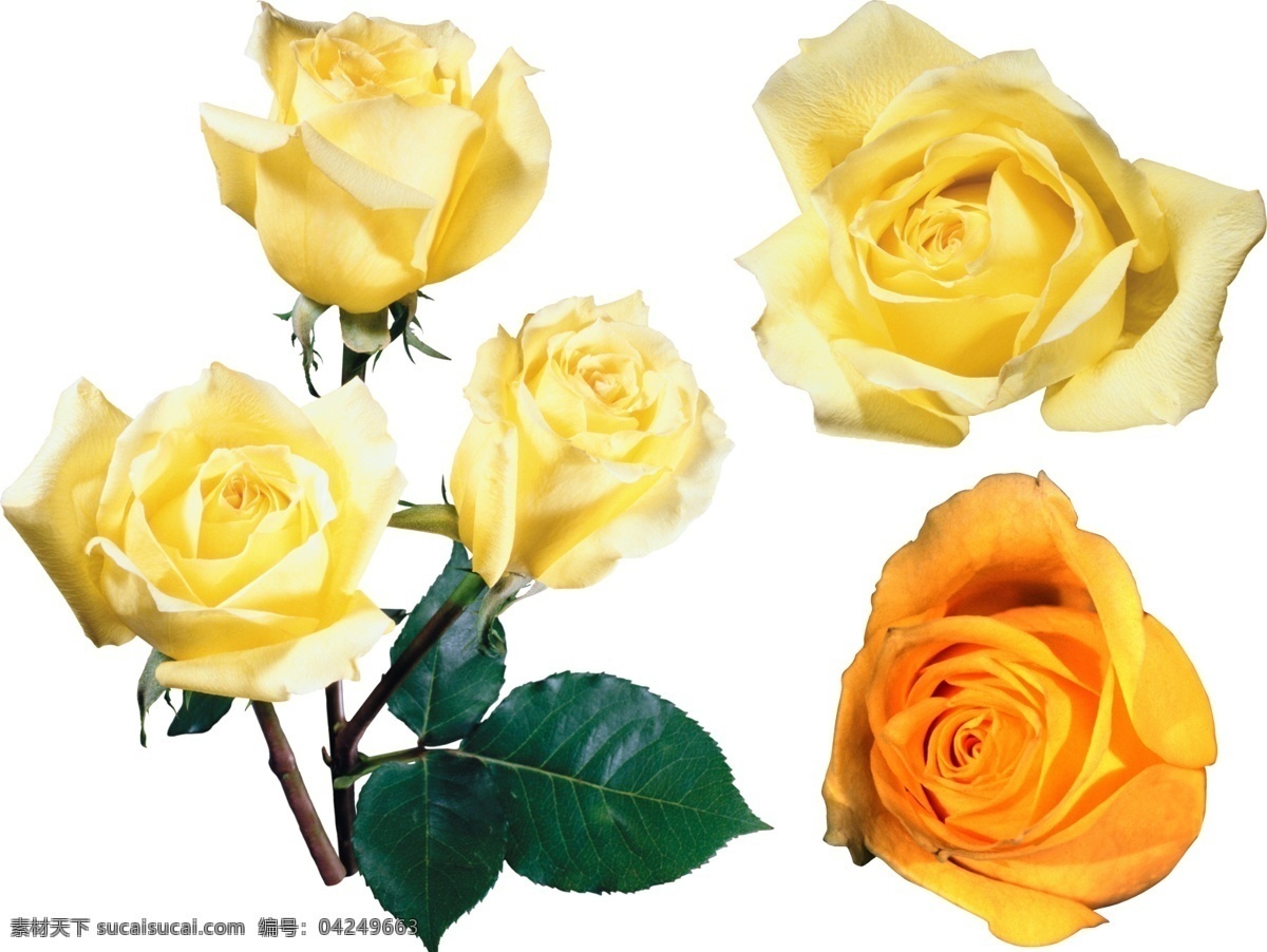 玫瑰 月季 黄玫瑰 花卉 野花 自然 野生 生态 盛开 开放 花朵 植物 户外 美丽 特写 生物世界 高清分层 分层 源文件