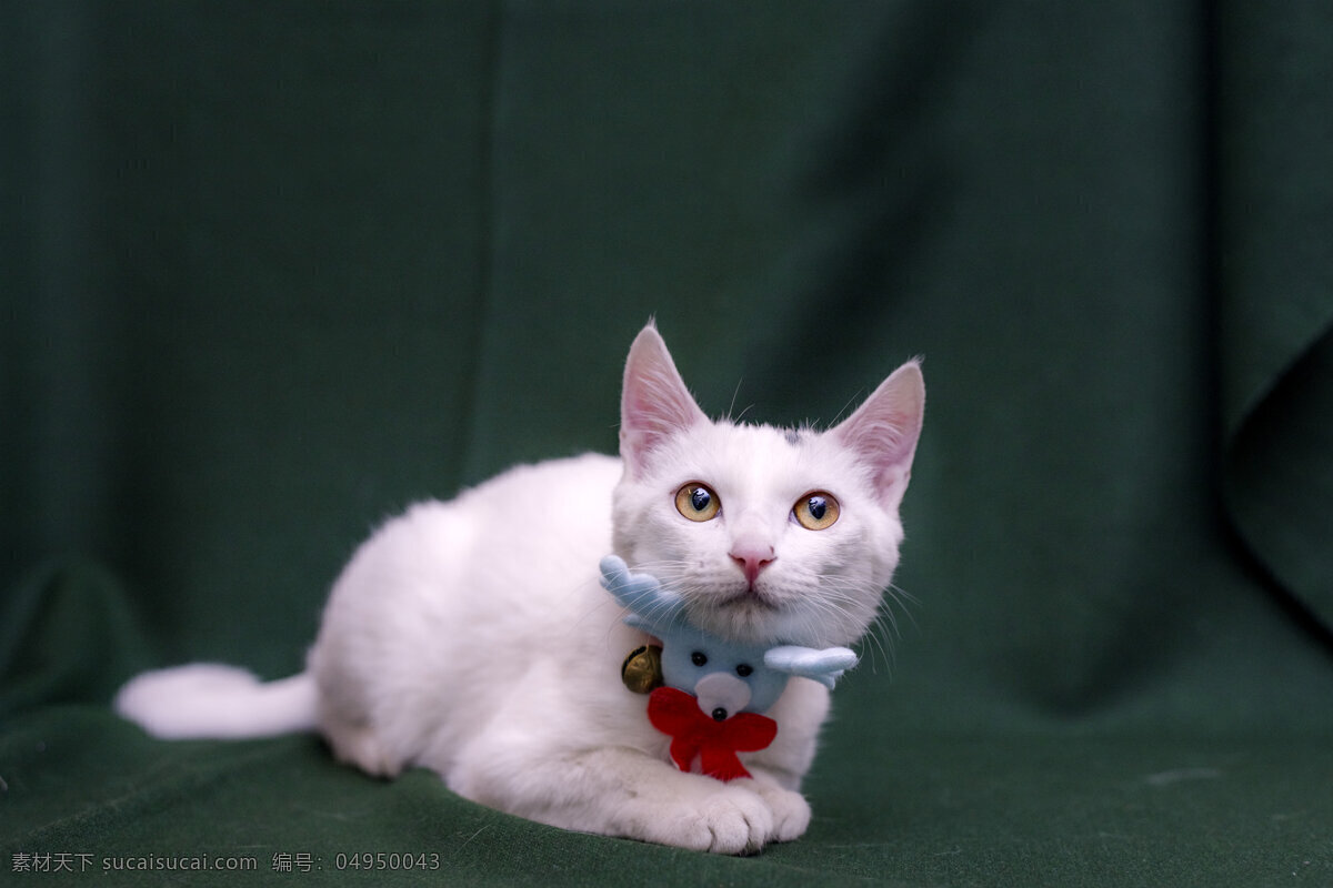 宠物猫 宠物 猫 喵星人 可爱 萌物 生物世界 家禽家畜