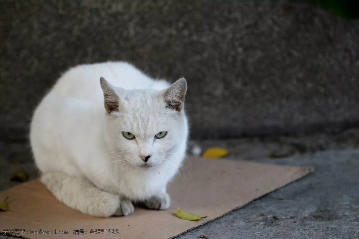 高冷喵 猫咪 猫 高冷 高冷猫 白猫 生物世界 其他生物