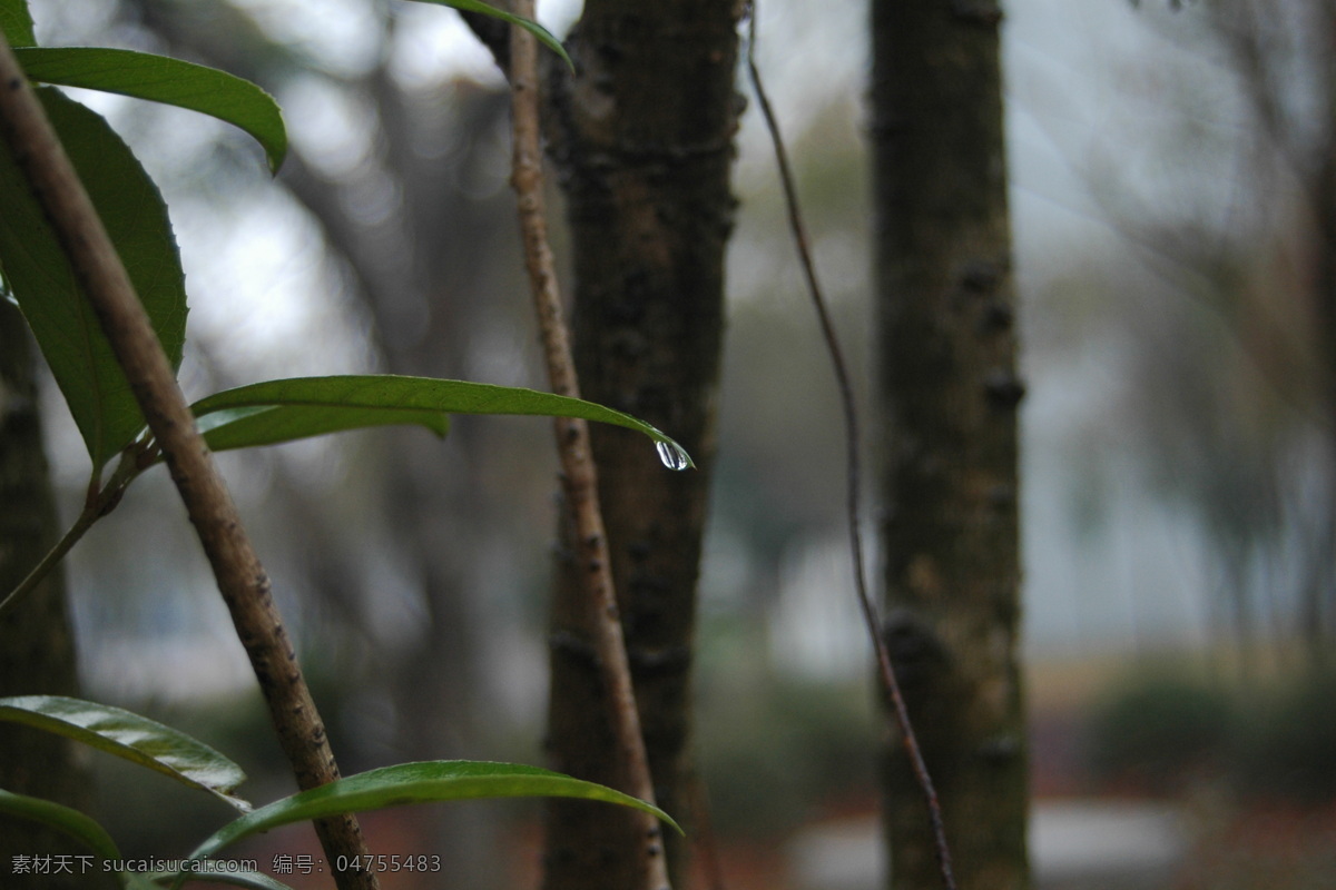 绿叶 中 春雨 生物世界 树木树叶 水滴 校园 绿叶中的春雨 psd源文件