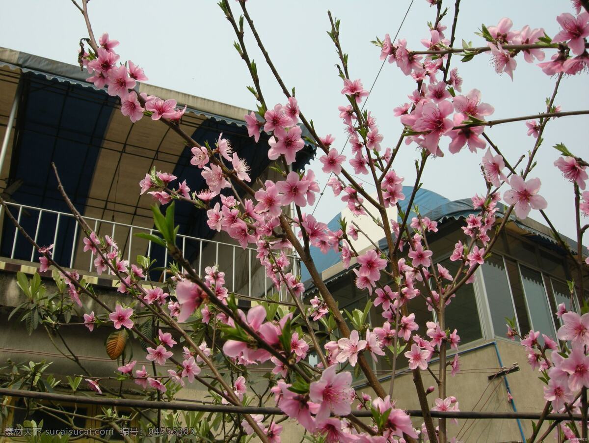 桃花 盛开 灿烂 春天 红色 花草 花朵 生物世界 桃花盛开 鲜花 psd源文件