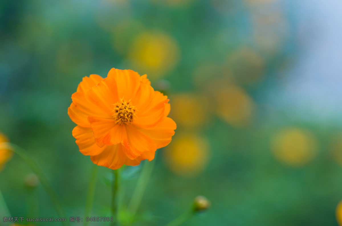 橘红色花 花径 花蕾 黄绿虚背景 鲜花 花朵 花草 生物世界 绿色