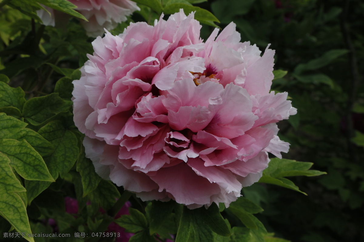 牡丹花 牡丹 鼠姑 木芍药 百雨金 洛阳花 花卉 花儿 花草 植物 园林绿化 绿化景观 花朵 芍药牡丹 生物世界