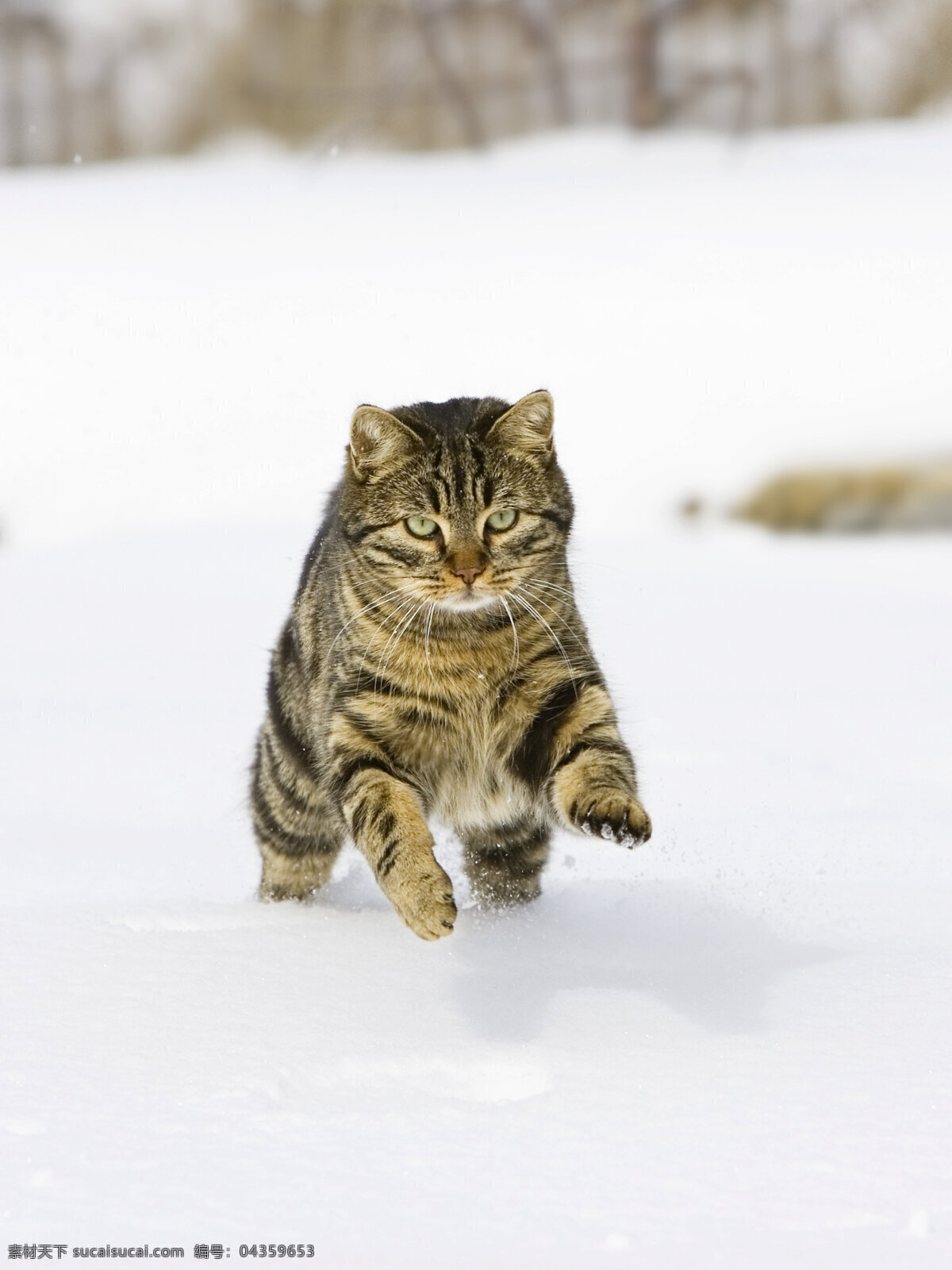 雪地 上 奔跑 小猫 宠物 可爱 猫咪 动物世界 摄影图 猫咪图片 生物世界