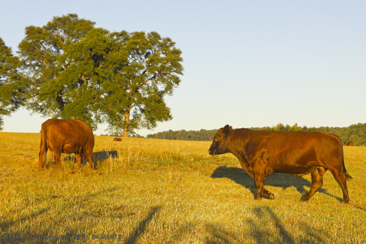草地 吃 草 牛 动物 野生动物 动物世界 陆地动物 动物摄影 生物世界