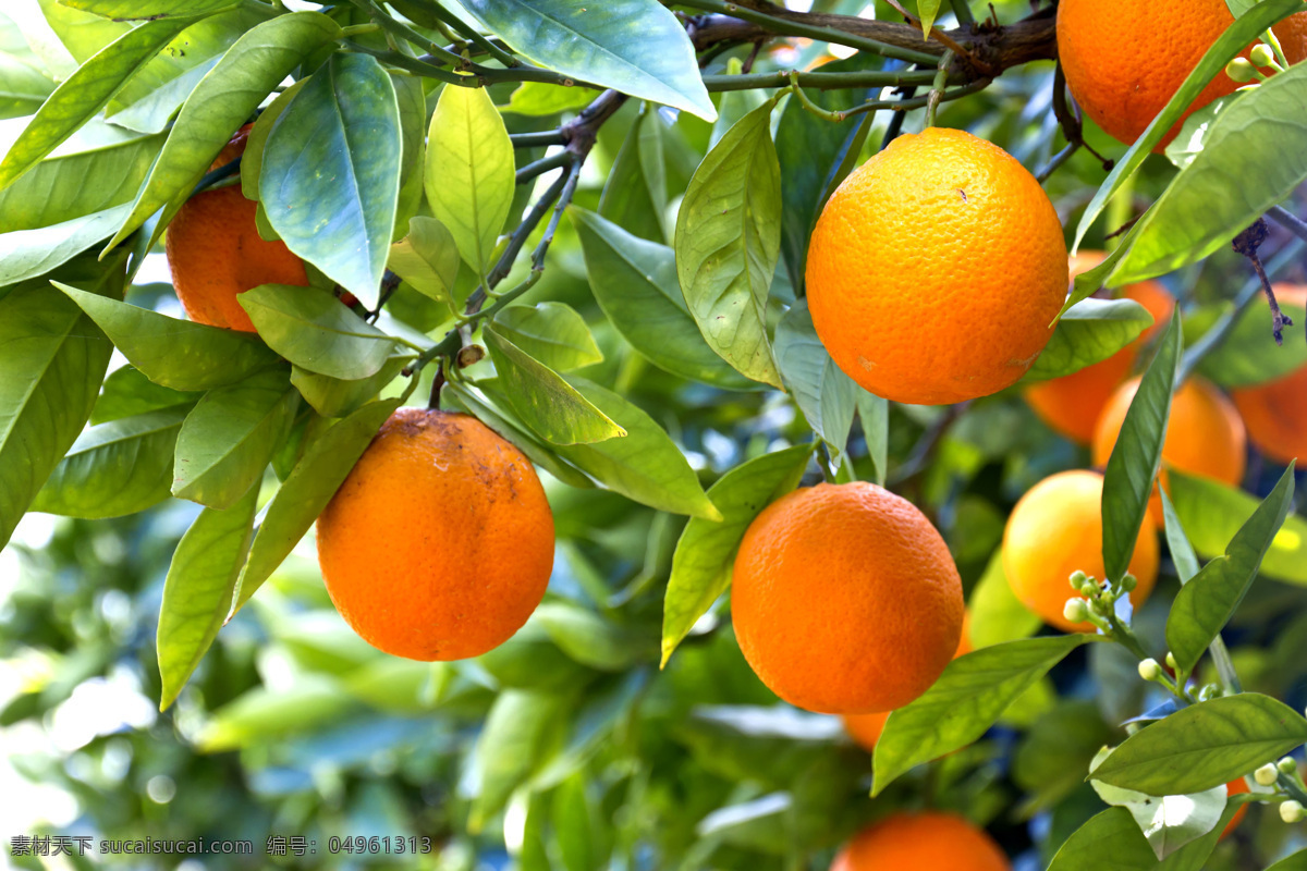 橙子素材 绿色橙子 柑橘素材 新鲜橙子 橙汁 新鲜水果 新鲜 西柚 绿叶 柑橘 桔子 成熟 脐橙 橙子树 果树 果园 水果 美食 美味 多汁 甜橙 切开的橙子 金色的橙子 玫瑰橙 生物世界