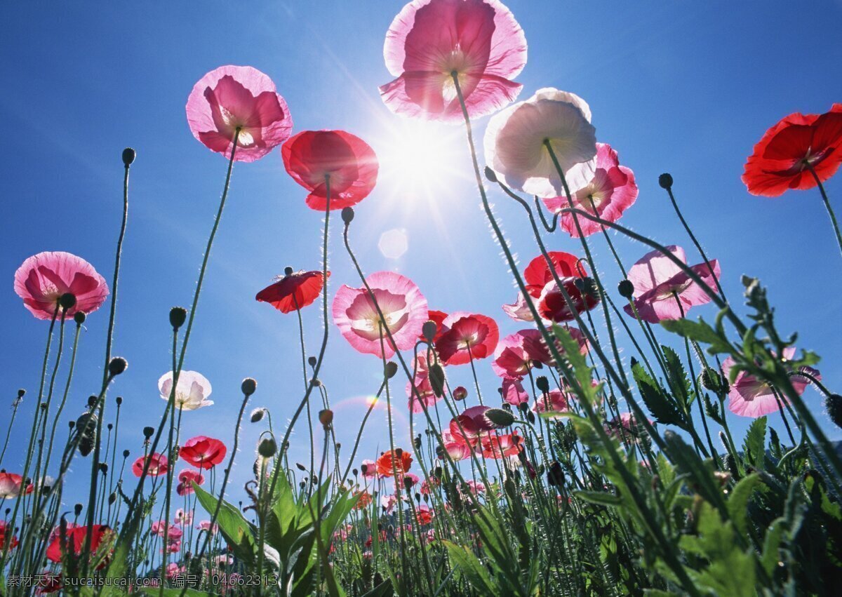 花朵 蓝天 虞美人 鲜花 太阳 自然风景 生物世界 花草