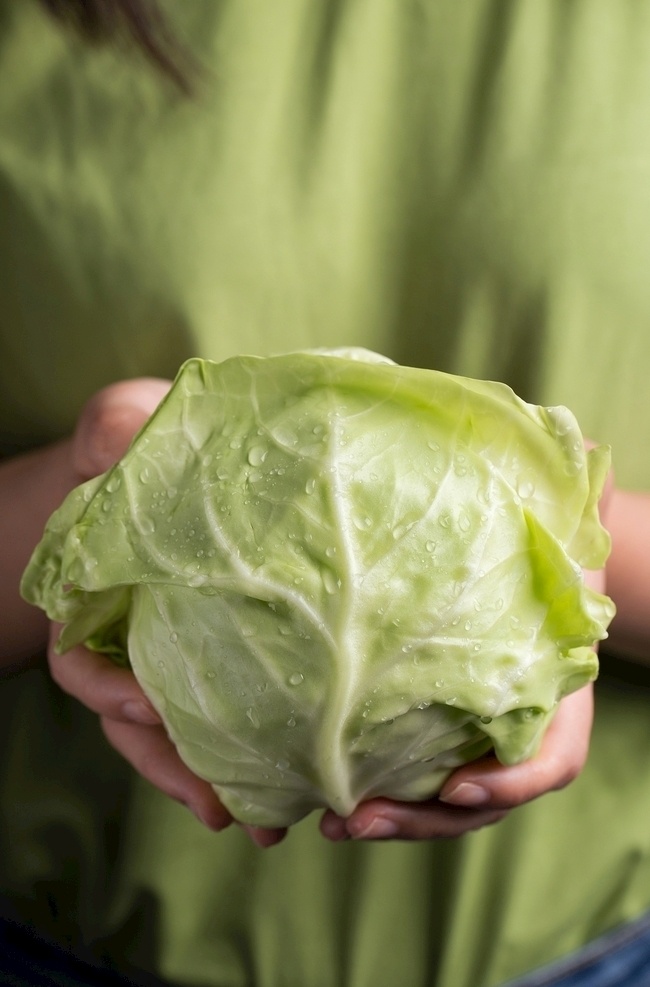 手捧包菜 卷心菜 蔬菜 无公害蔬菜 生活百科 生活素材