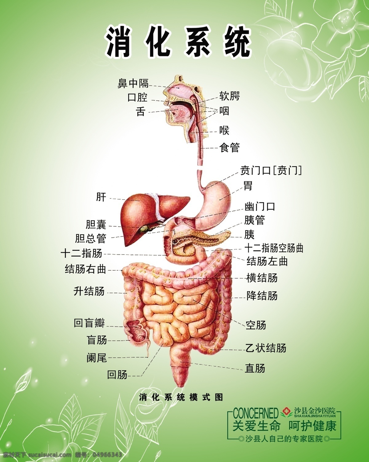 胃肠图 消化系统 分层 源文件