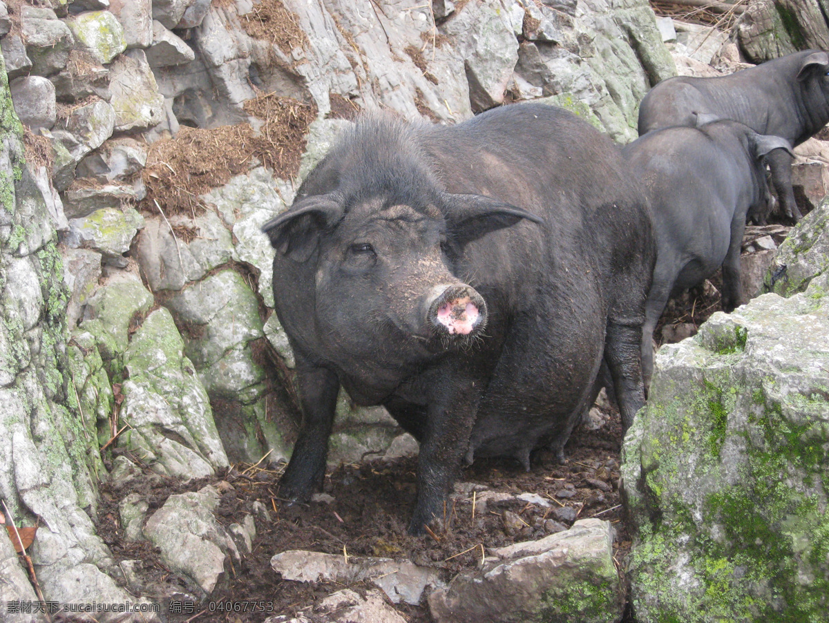 黑土猪 野生动物 生物世界