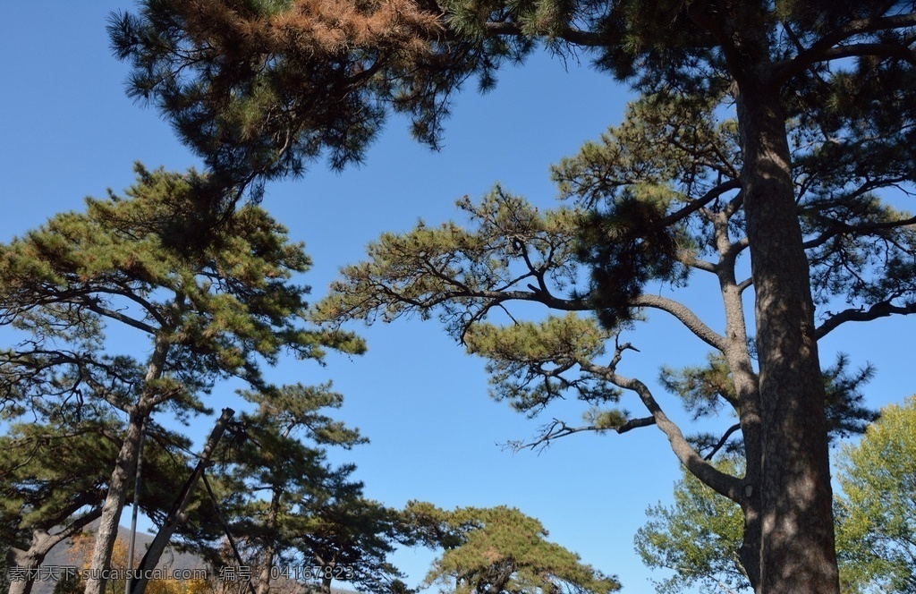 松林 古木 长青 苍松翠柏 古树参天 松树 青松 花草树木 生物世界 树木树叶