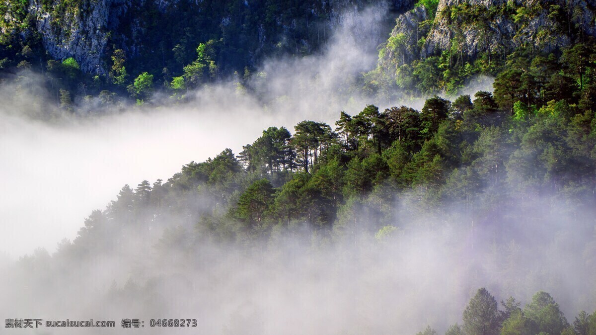 山上 树木 云海 山 树林 树 云雾 风景图片 自然景观 自然风景