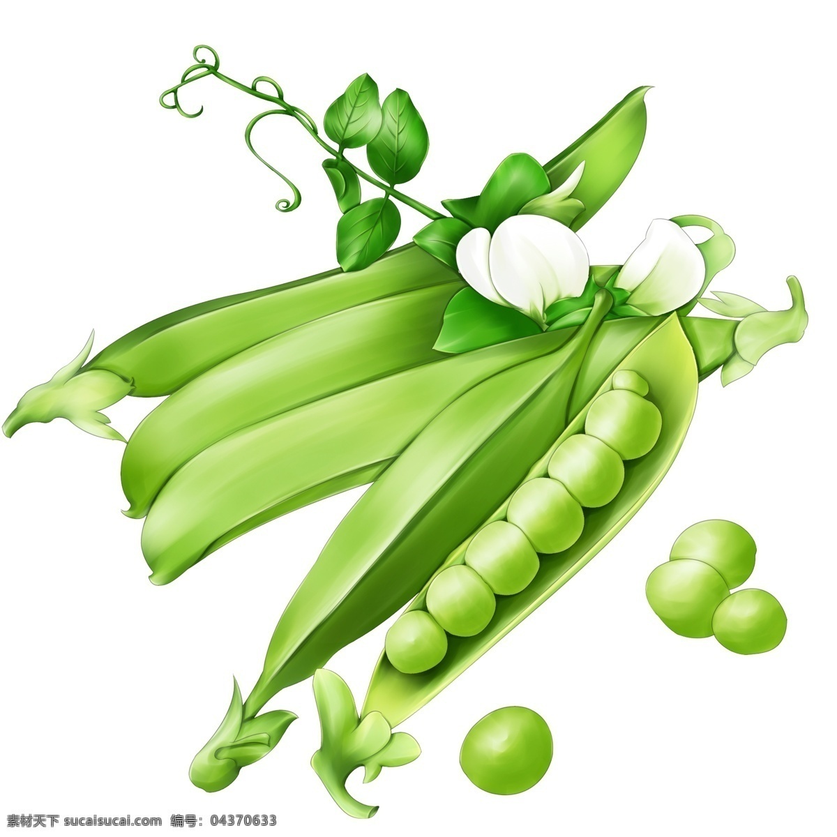 豆角 豆荚 绿色植物 插画 装饰 绿色 植物 png格式