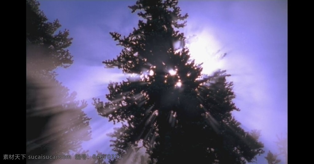 阳光穿过松树 松树 树林 太阳 树木 森林 美丽景色 实用标清素材 标清实拍素材 标清影视素材 多媒体设计 视频剪辑 avi 源文件