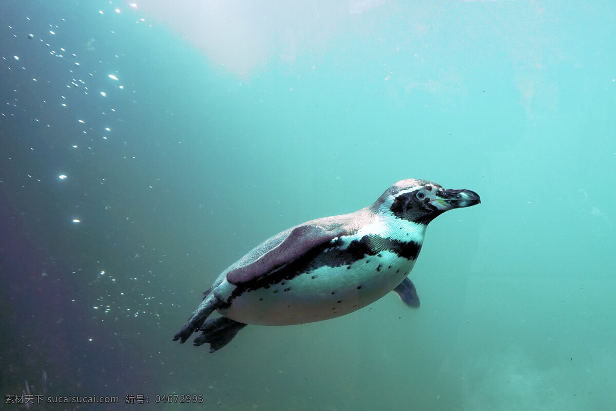企鹅游泳 企鹅 游泳 水中 海水 海洋 海鸟 翅膀 南极企鹅 游禽 鸟类 飞禽 生物世界
