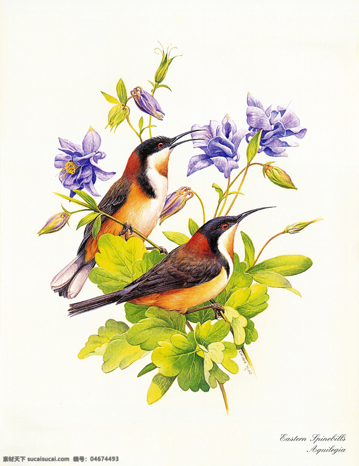 鸟语花香 喜雀 紫色 花朵 鸣叫 绿叶 文化艺术 绘画书法 花鸟草 设计图库