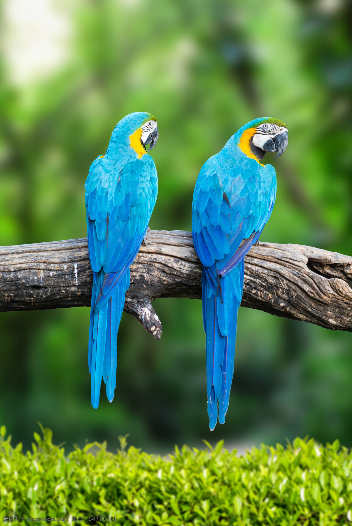 两 只 漂亮 蓝色 鹦鹉 鹦鹉摄影 漂亮的鹦鹉 蓝色鹦鹉 动物 野生动物 动物世界 动物园 空中飞鸟 生物世界 绿色
