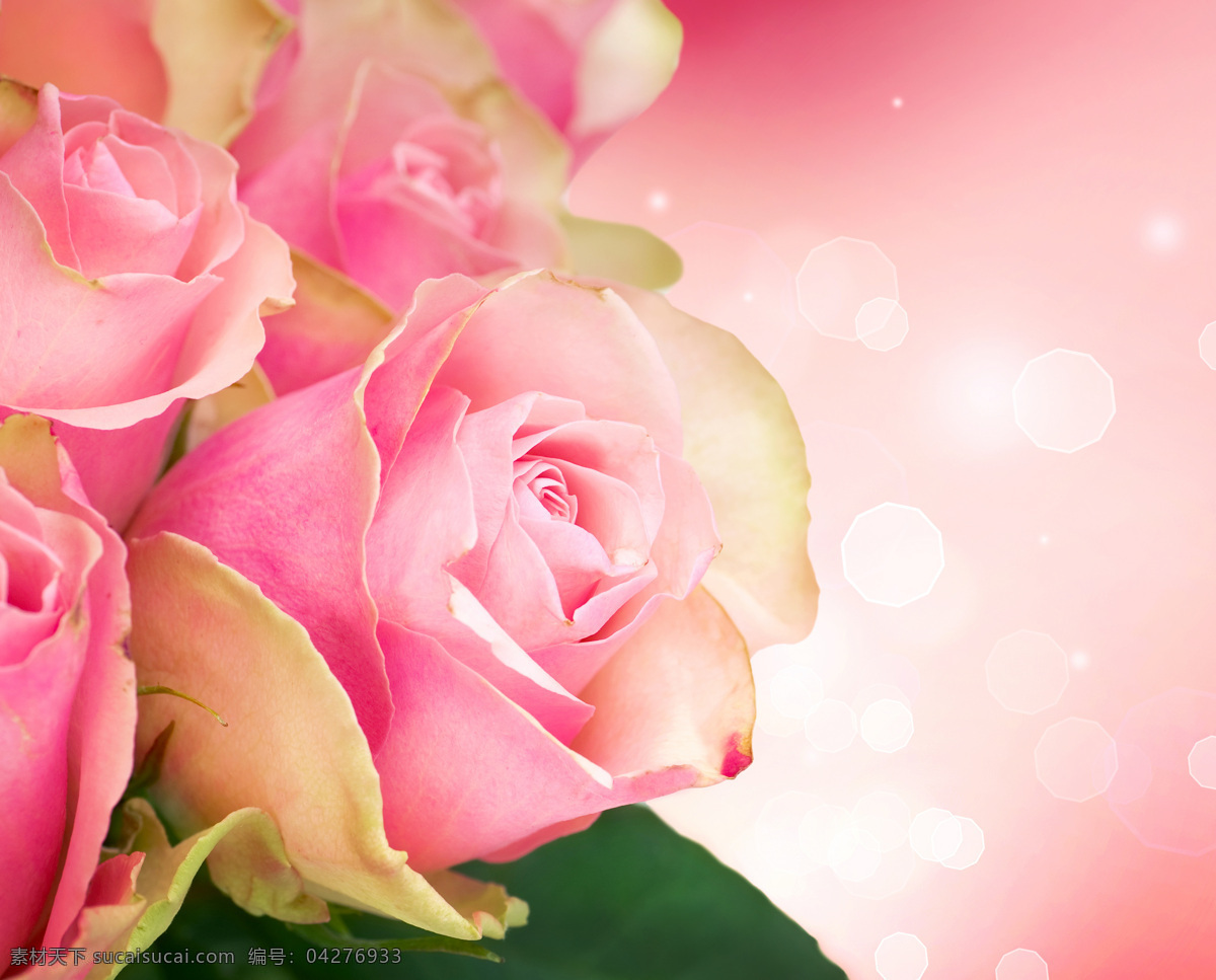粉红色 玫瑰花 粉红玫瑰 美丽鲜花 花卉 花朵 情人节 浪漫 鲜花背景 梦幻背景 花草树木 生物世界