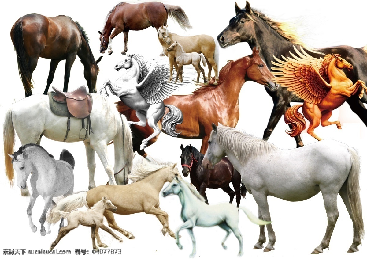 马素材 马 各种马 飞马 骑马 奔跑中的马 分层 源文件
