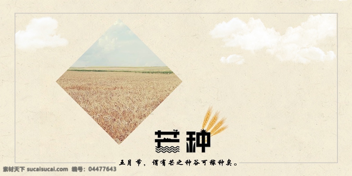 简约 二十四节气 芒种 海报 清新 手绘 小麦 中国传统 节气 麦子 芒种海报 芒种介绍 芒种展板 芒种配图 麦田