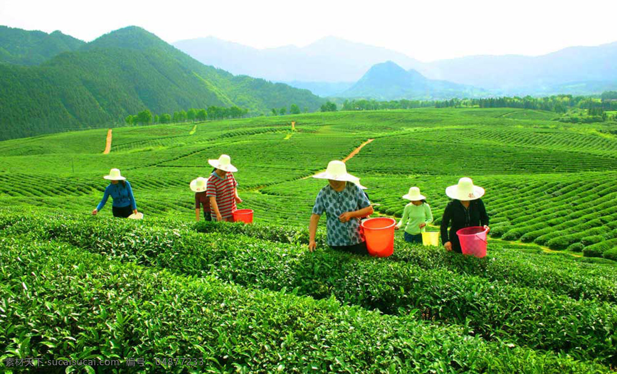 茶园 采茶 茶农 风景 人物 茶叶山峰 绿色