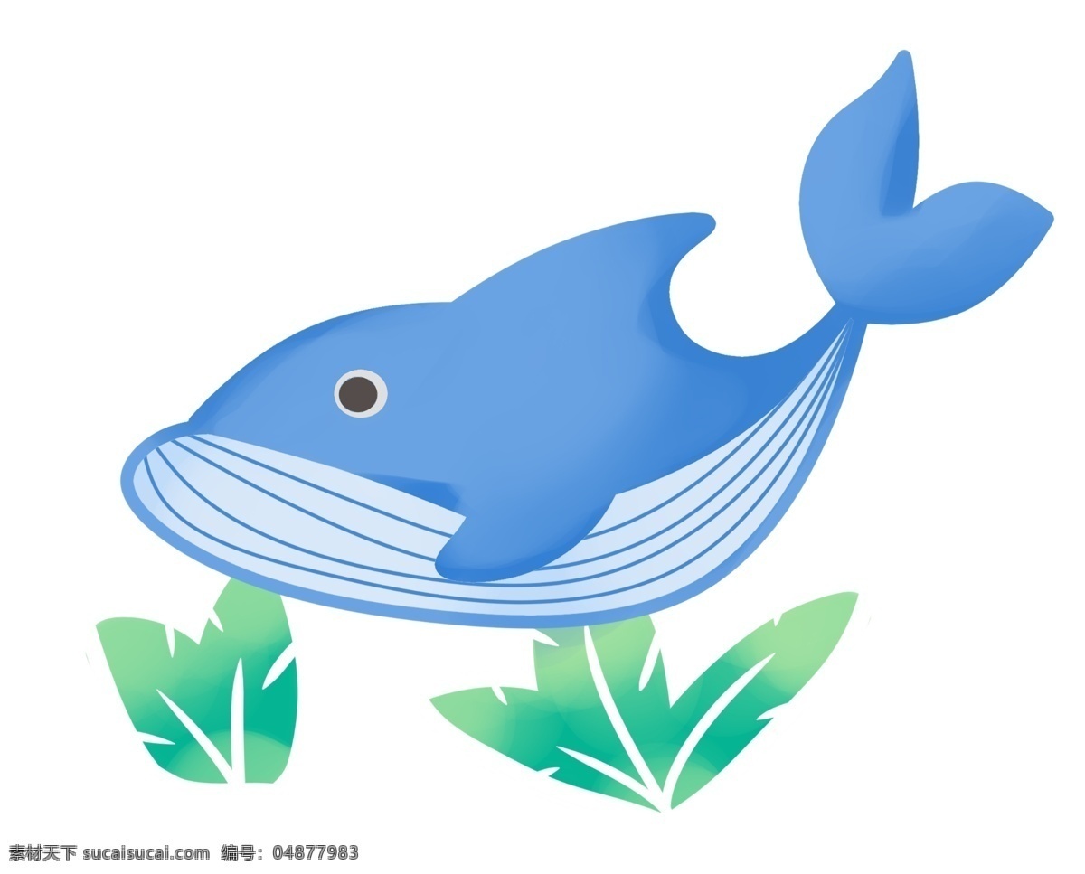 水生物海豚 海洋生物 水生物 海豚