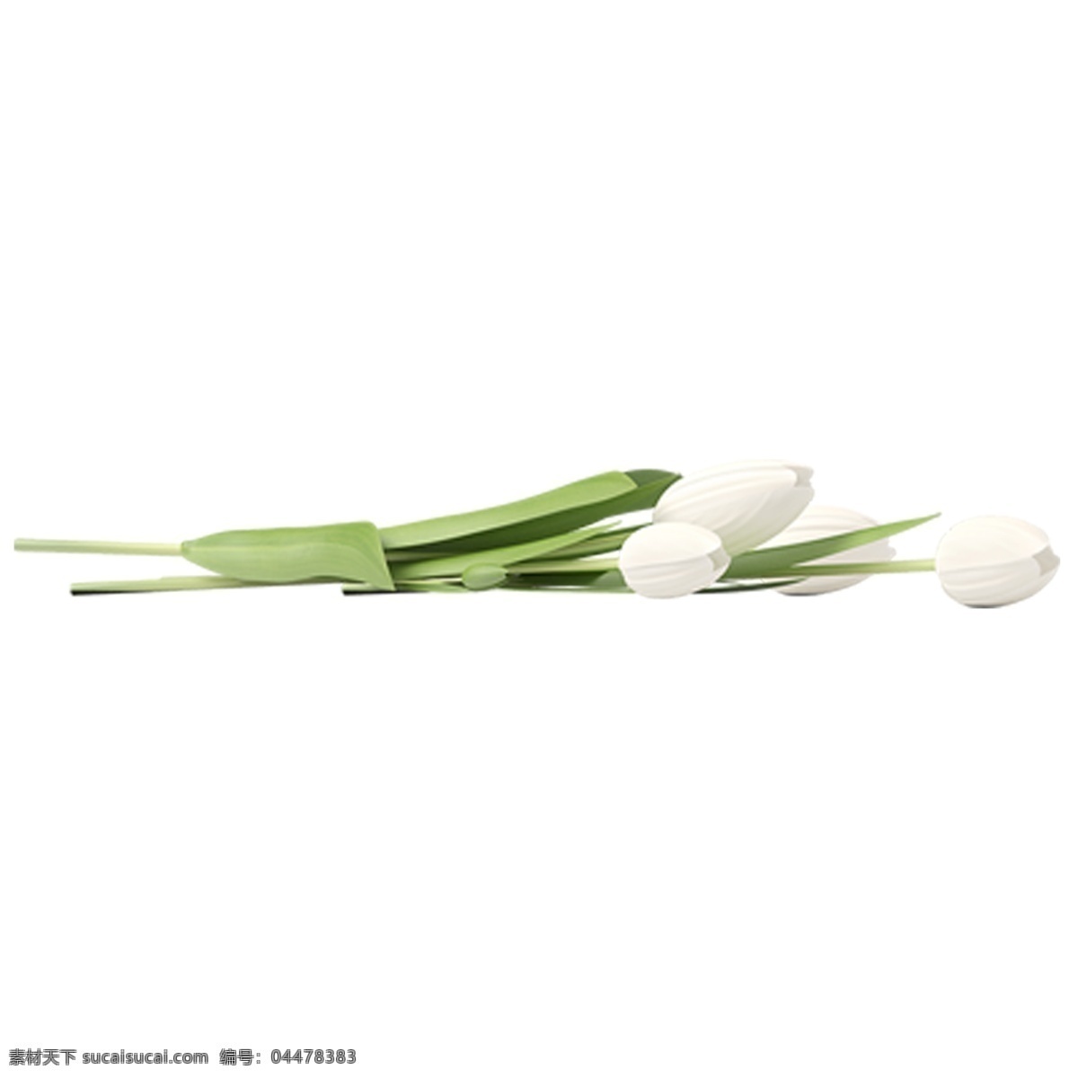 白色 百合花 纯洁 绿叶 装饰素材