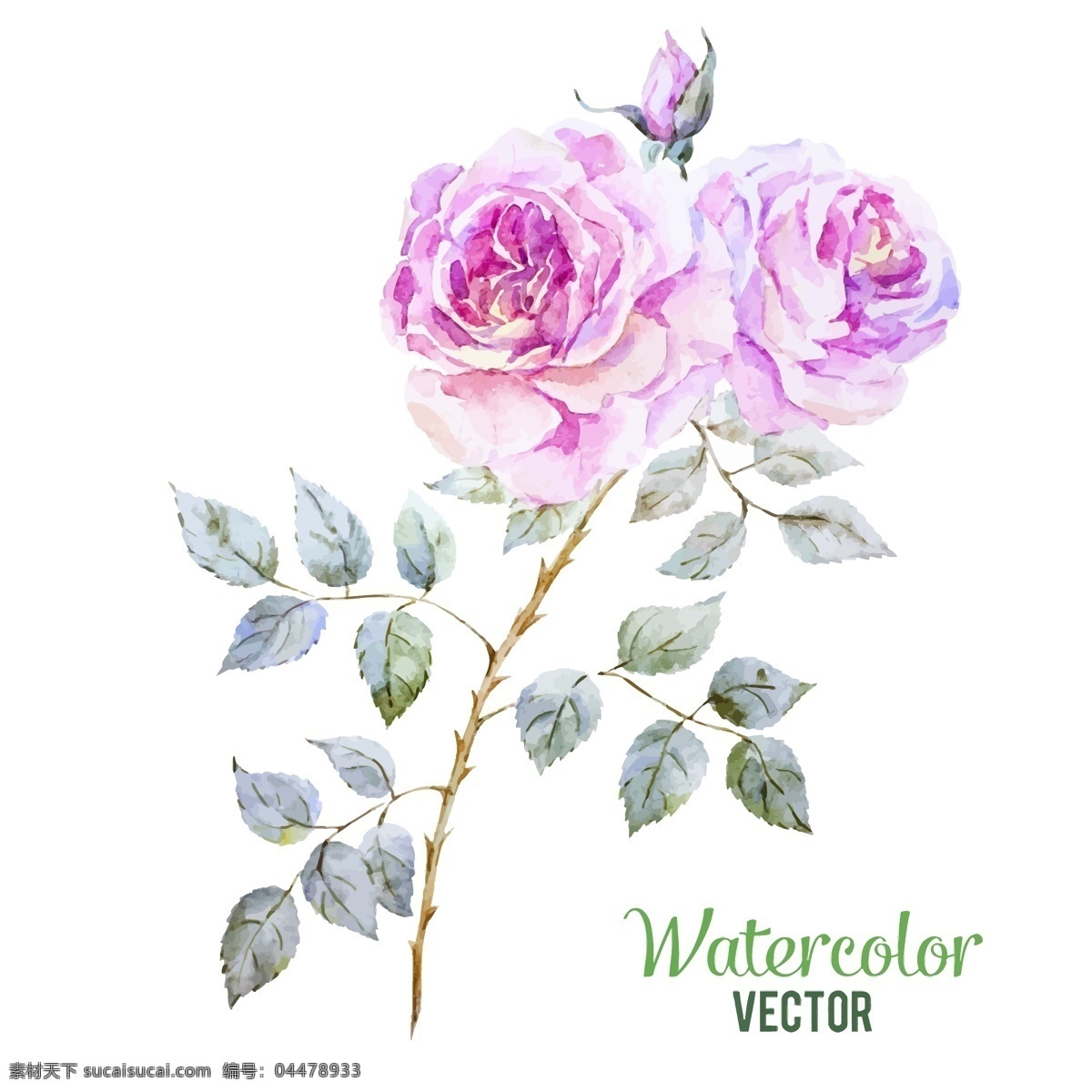 唯美 水彩 绘 玫瑰花 植物 水彩绘 手绘 粉色
