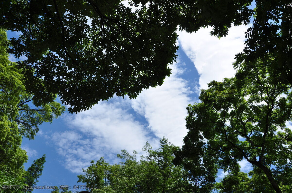 树林 蓝天 白云 仰望蓝天 新津兴义 朴宝园 旅行风景拍摄 自然景观
