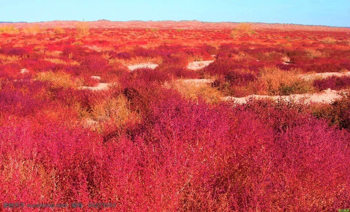 大漠胡杨 景观 自然 奇观 风景 新疆大漠 风景名胜 自然景观 红色