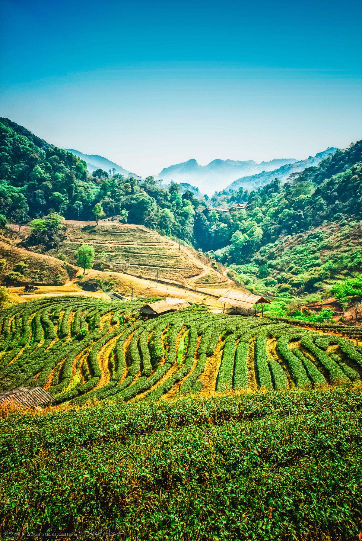 茶园 风景 景色 茶田 茶山 茶叶 绿茶 自然风景 美丽风景 农业生产 现代科技