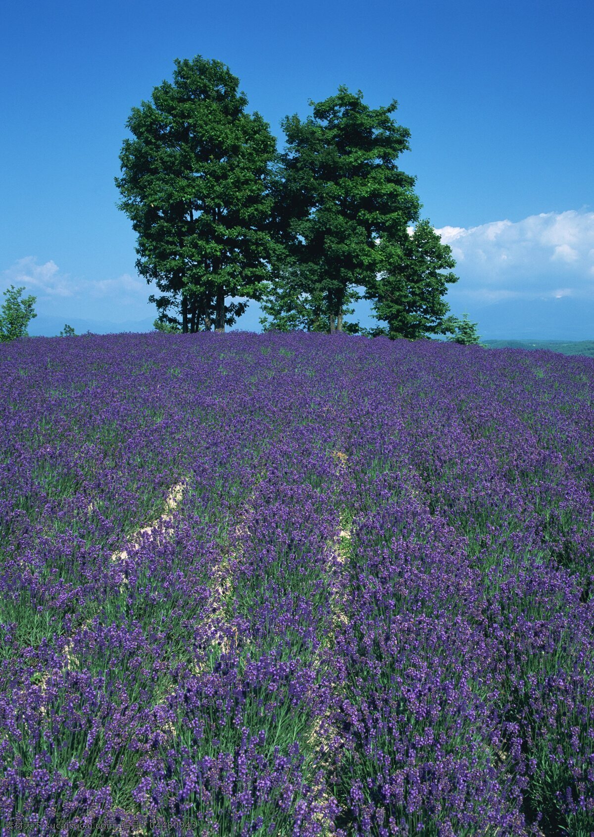 大树 熏衣草 花卉 自然风景 花草 生物世界 鲜花 花海 绿色 花卉风景 紫色花海 野花 春天景象 花草树木