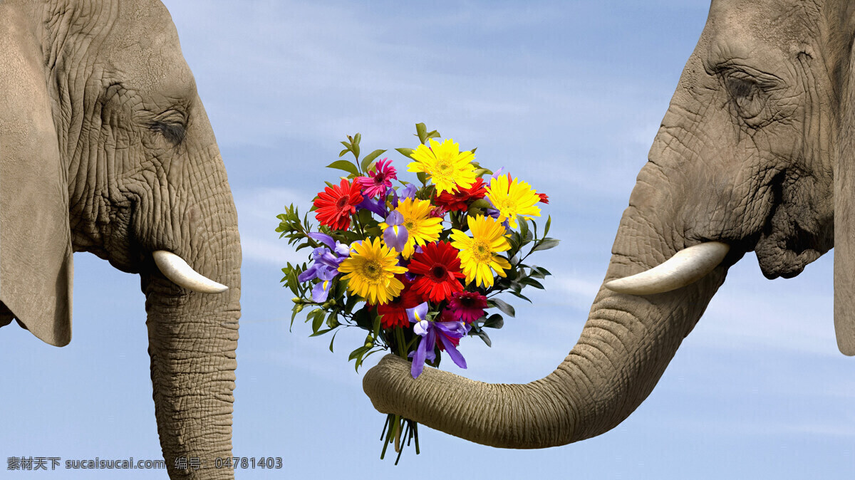 献花对象 创意 趣味 爱情 友情 惊喜 表白 爱慕 大象 象 对象 一对 情侣 情人 献花 鲜花 花束 花朵 花卉 动物 野生动物 生物世界