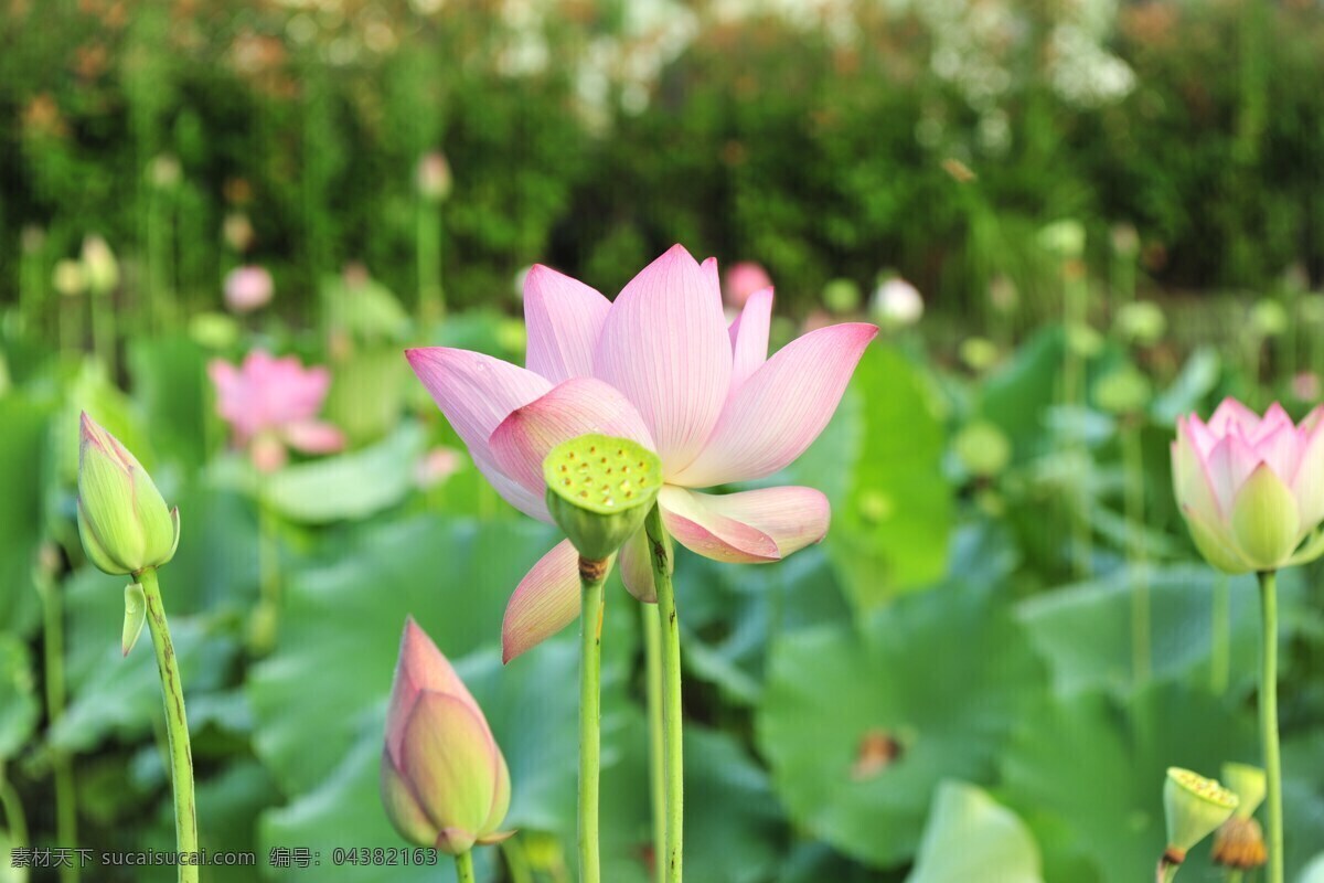 荷花 花卉 莲花 荷叶 鲜花 花朵 花瓣 生物世界 花草