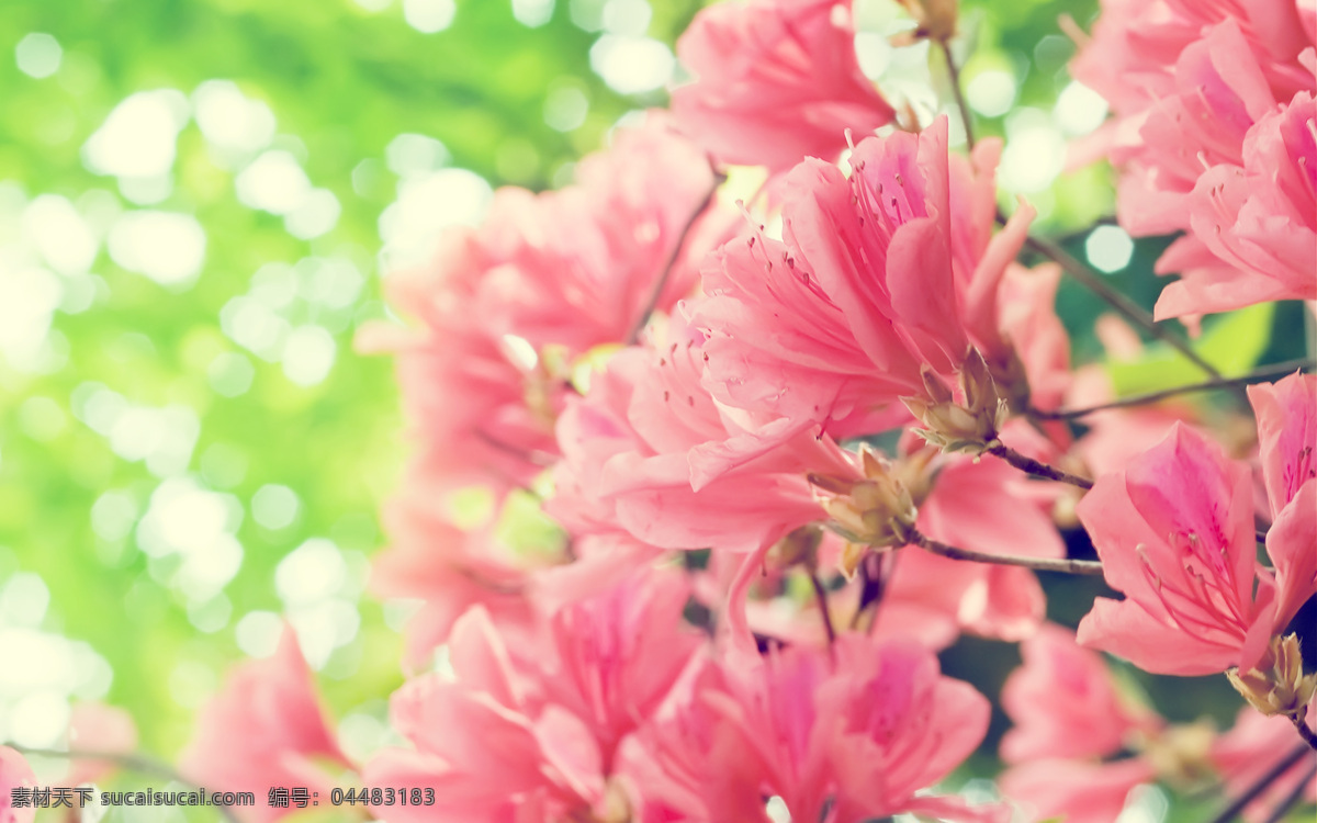 高清 清新 粉色 花卉图片 鲜花 花墙 绿色 环保 小清新
