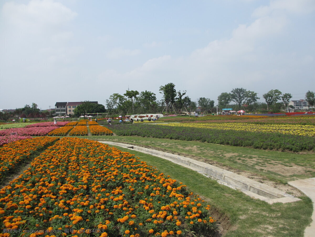 周浦花海 旅游景点 鲜花 怒放的花海 植物 园艺景观 旅游摄影 国内旅游