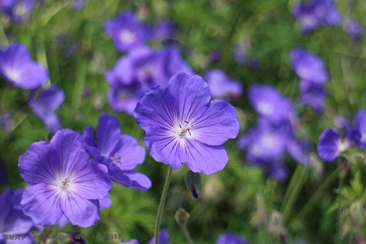 优雅 天竺葵 高清 花朵 紫色 花 植物