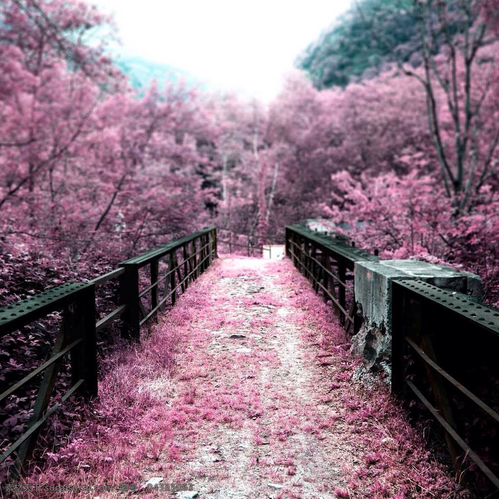 风景 木桥 围栏 背景 浪漫 梦幻 紫色花朵 花林 黑色木桥 广告背景 远山近景