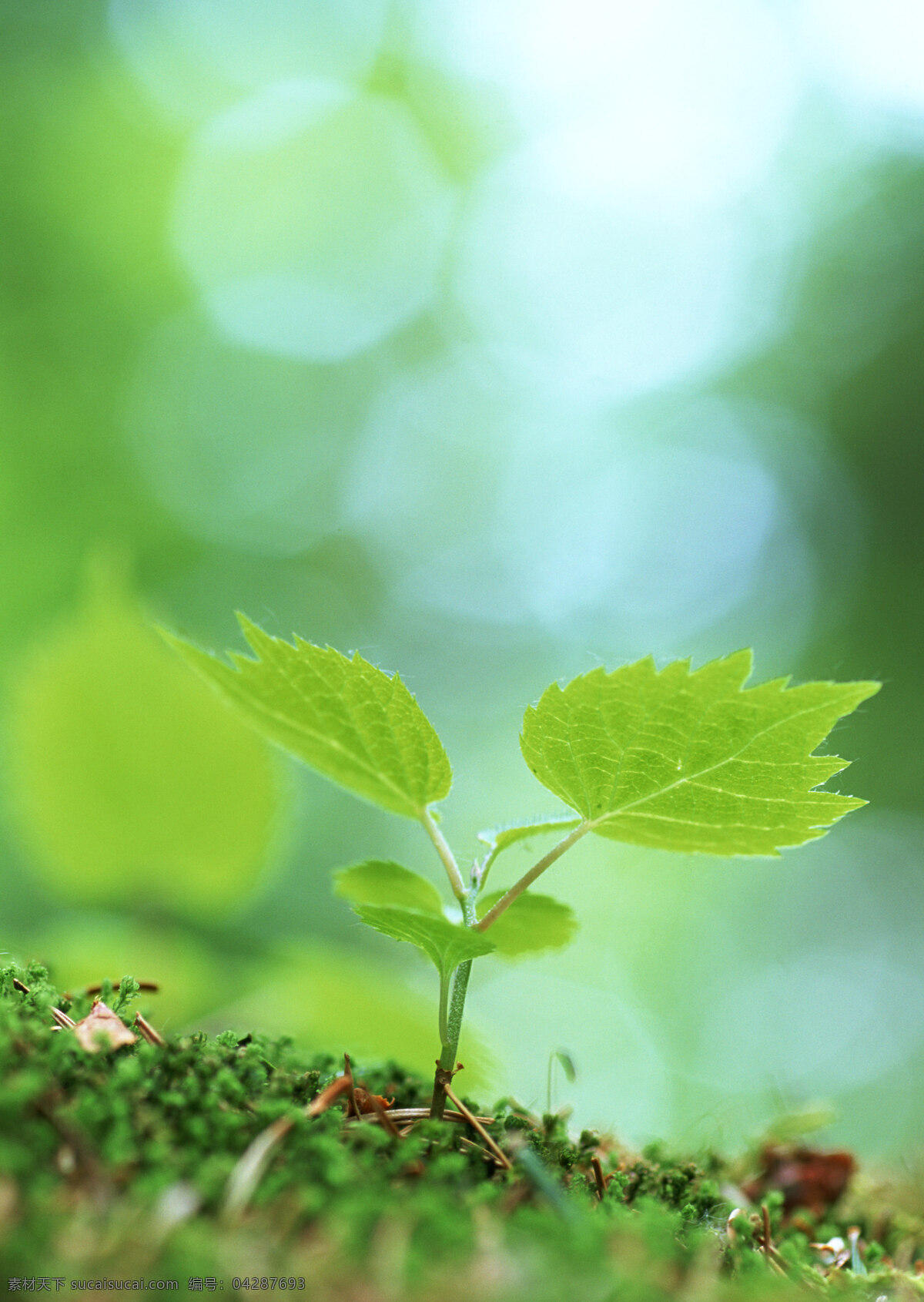 幼苗 树苗 绿色 清新 嫩叶 绿意 生物世界 植物 春天 绿色环境 发芽 生长 高清图片 花草树木