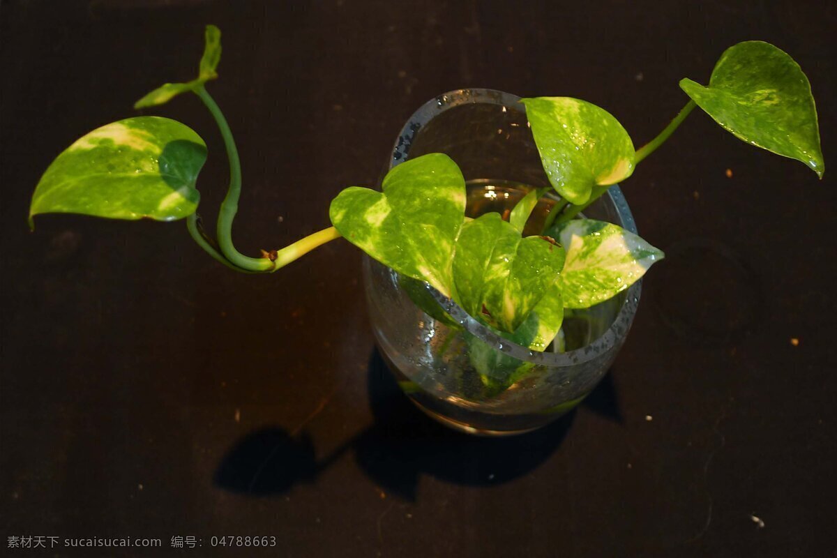 绿萝 黄金葛 室内花 花卉 花草 生物世界